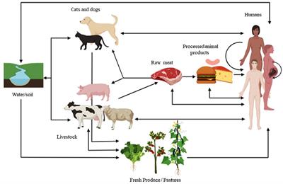 Use of Veterinary Vaccines for Livestock as a Strategy to Control Foodborne Parasitic Diseases